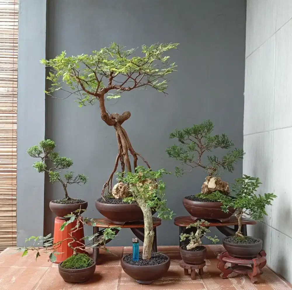 Mini bonsai murah imut ada 7 pohon
