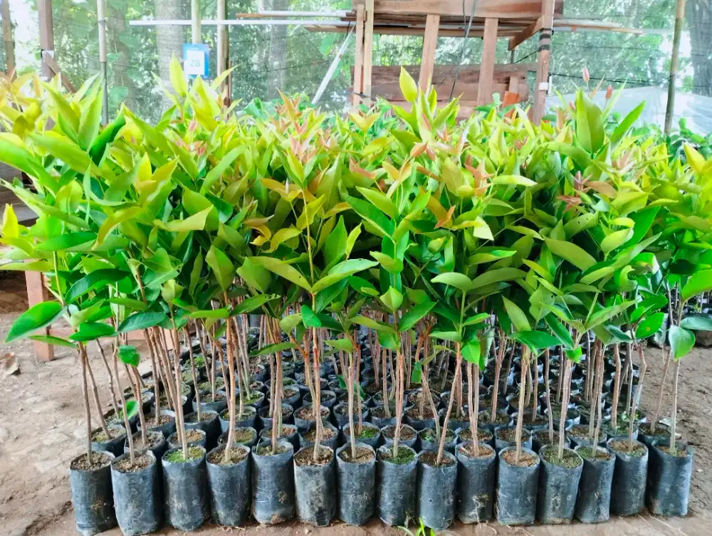 Bibit jambu air citra