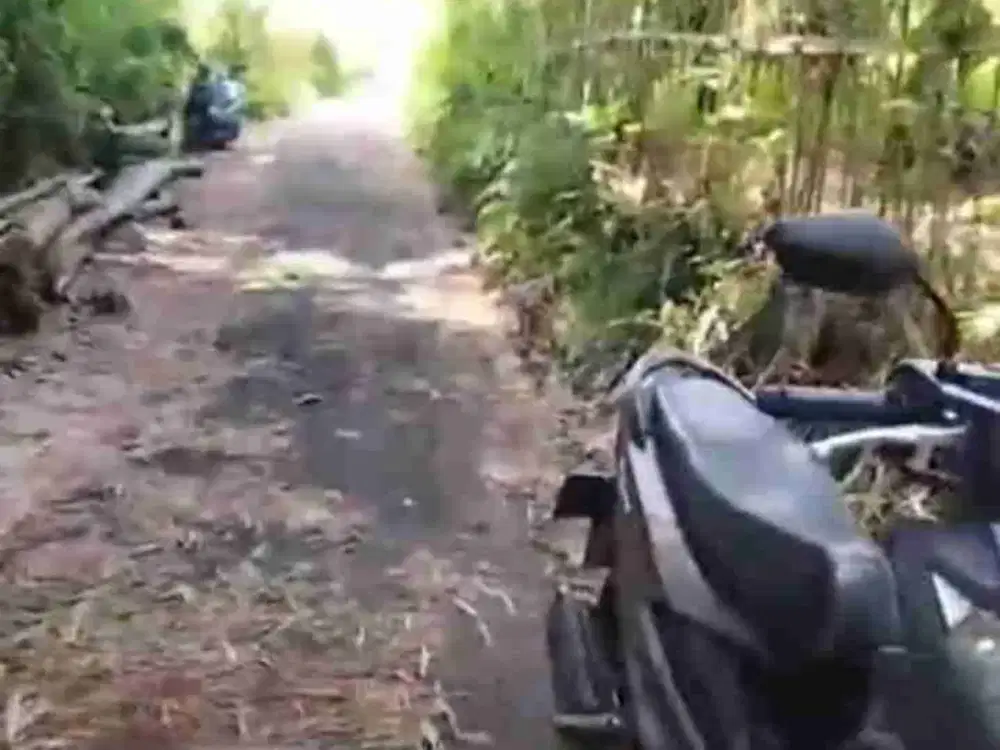 Kebun Alpukat Wonorejo Poncokusumo Malang