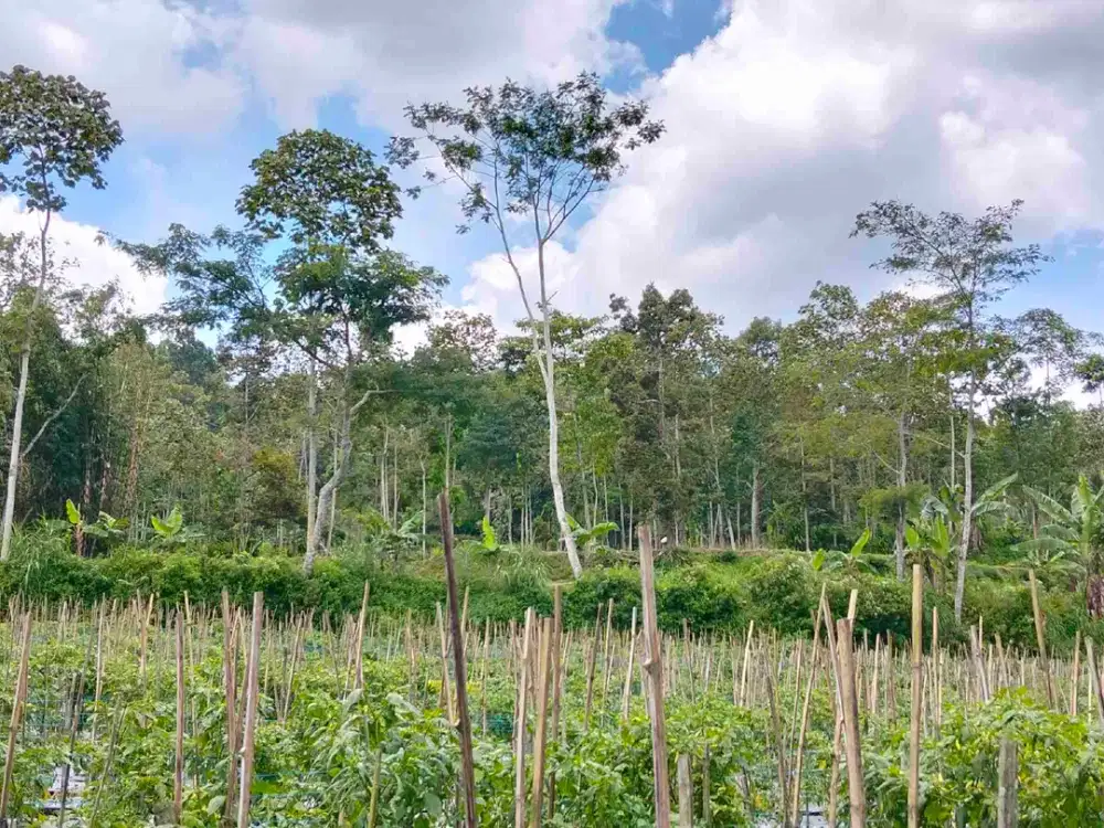 Kebun Lombok Dawuhan Poncokusumo Malang