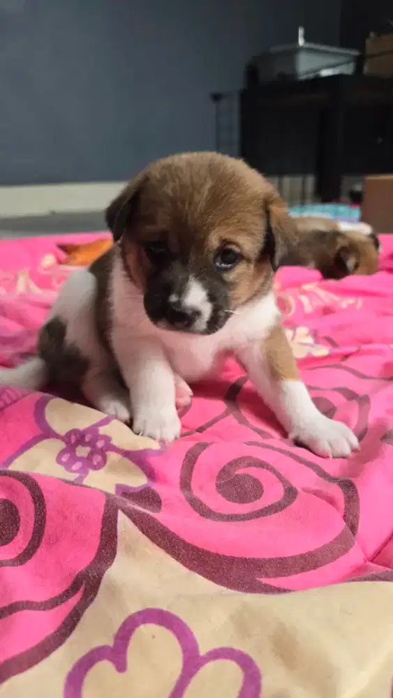 Mame Shiba Inu & Basenji