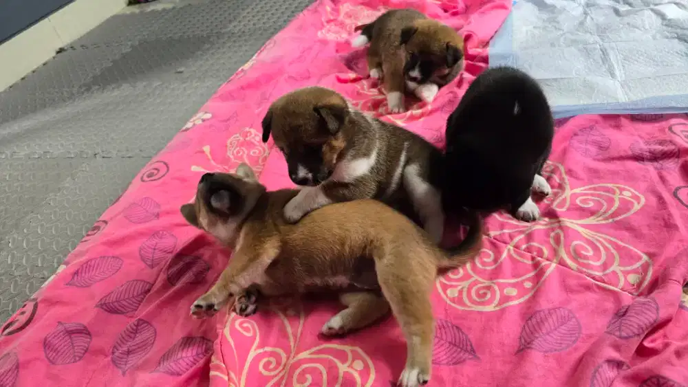 Mame Shiba Inu & Basenji