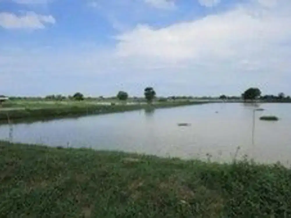 Tanah Tambak Pangkah Wetan Gresik