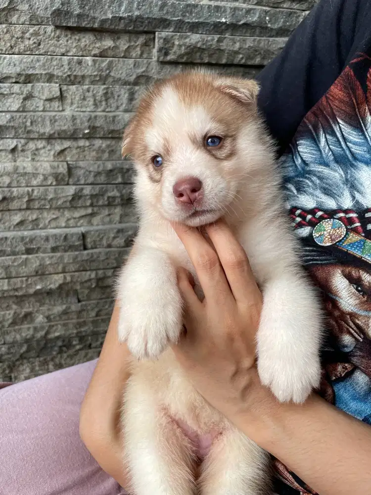 Open Book Female Cute Light Red Siberian Husky Superior Quality