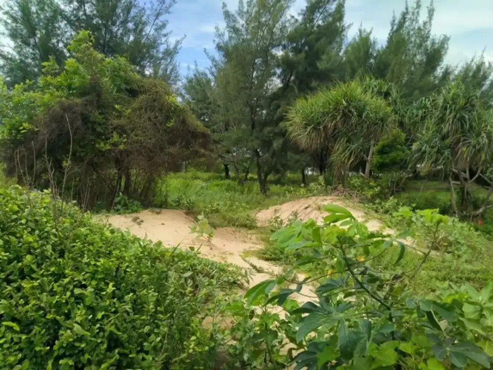 DIJUAL Tanah Industri di Raya Gelondong Jenu Tuban