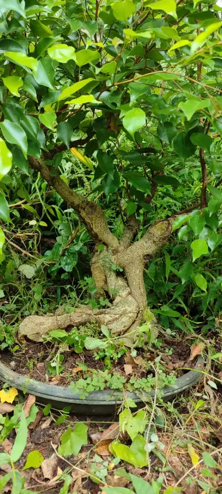 Bonsai beringin Benjamin