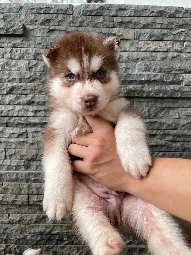 Open Book Male Bold Chopper Siberian Husky Superior Quality