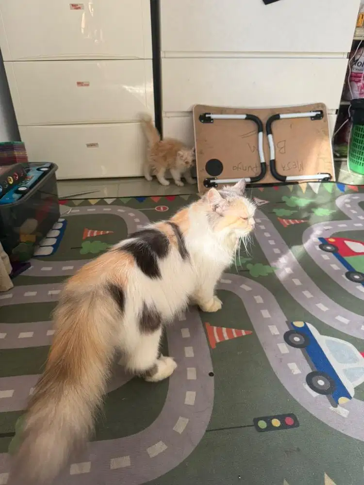 Kucing persian longhair