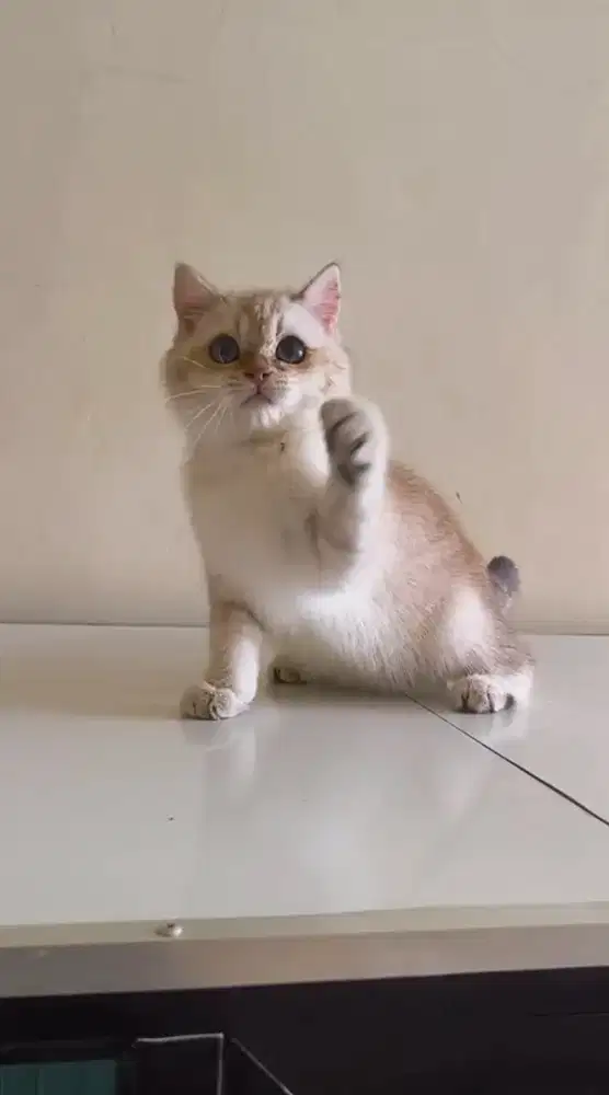 Scottish Straight Female 4 bulan Choco Golden