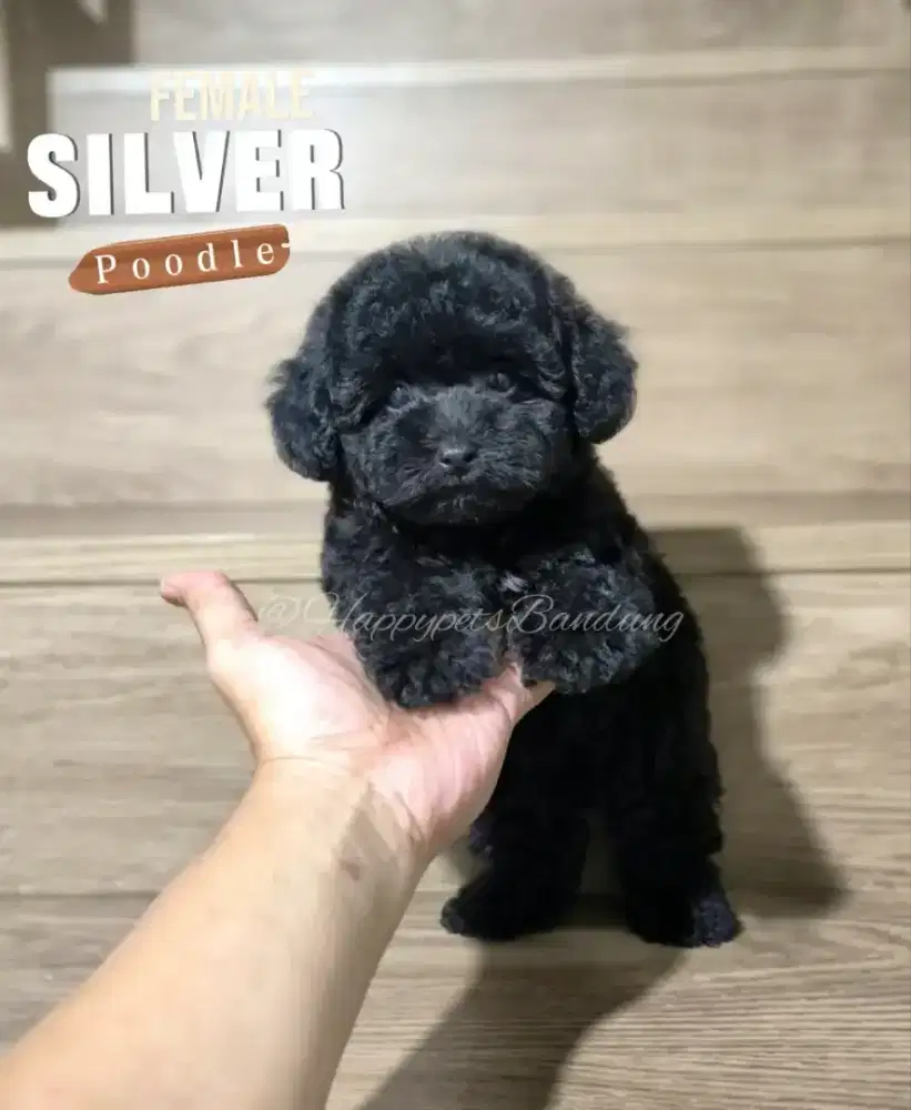 Silver Poodle Super cute