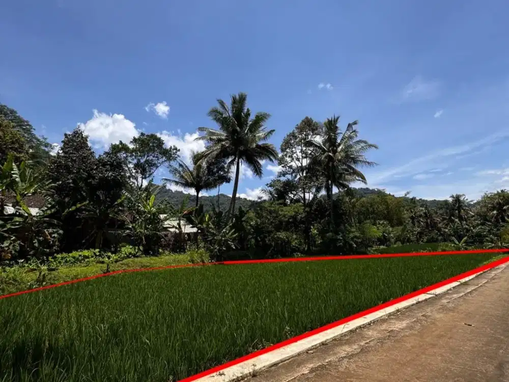 Aset BTN Yogyakarta. Tanah sawah produktif Desa Kalisalak, Salaman, Magelang