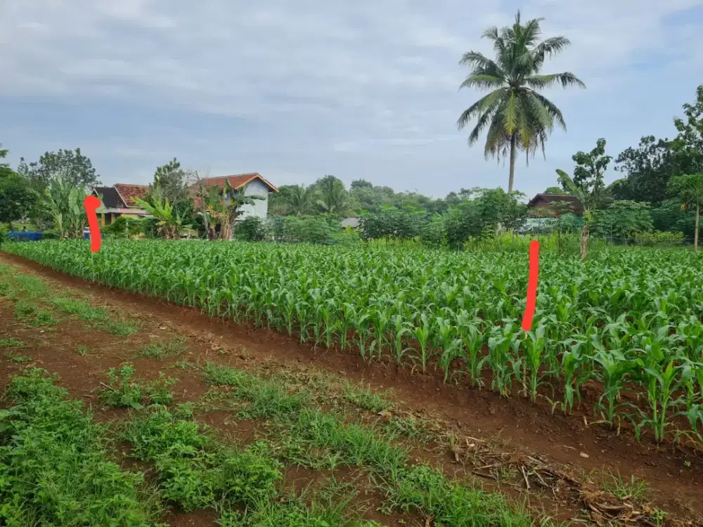 Dijual Tanah Kaplingan Nego