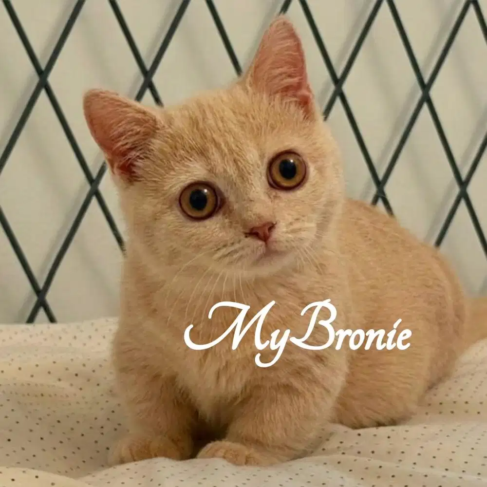 Kucing munchkin british betina cream