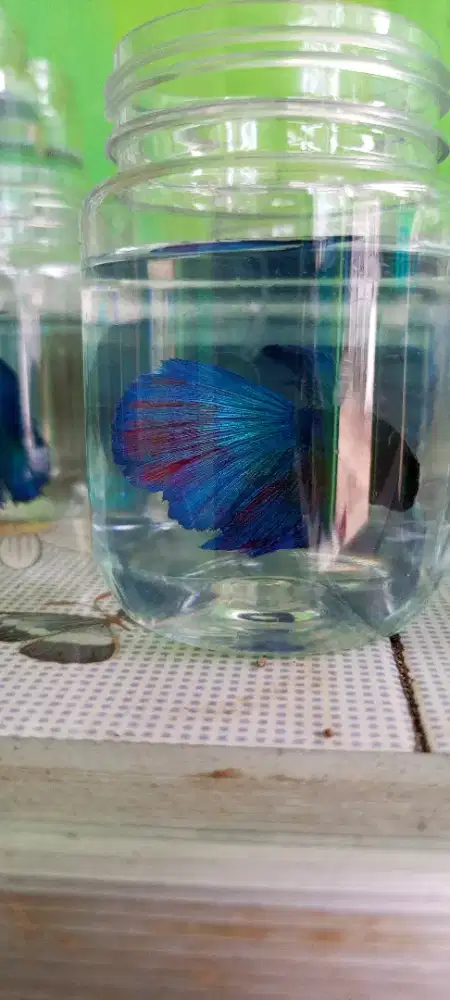 Ikan cupang halfmoon