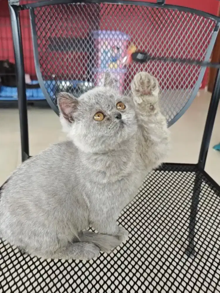 Kids Toys BSH light blue