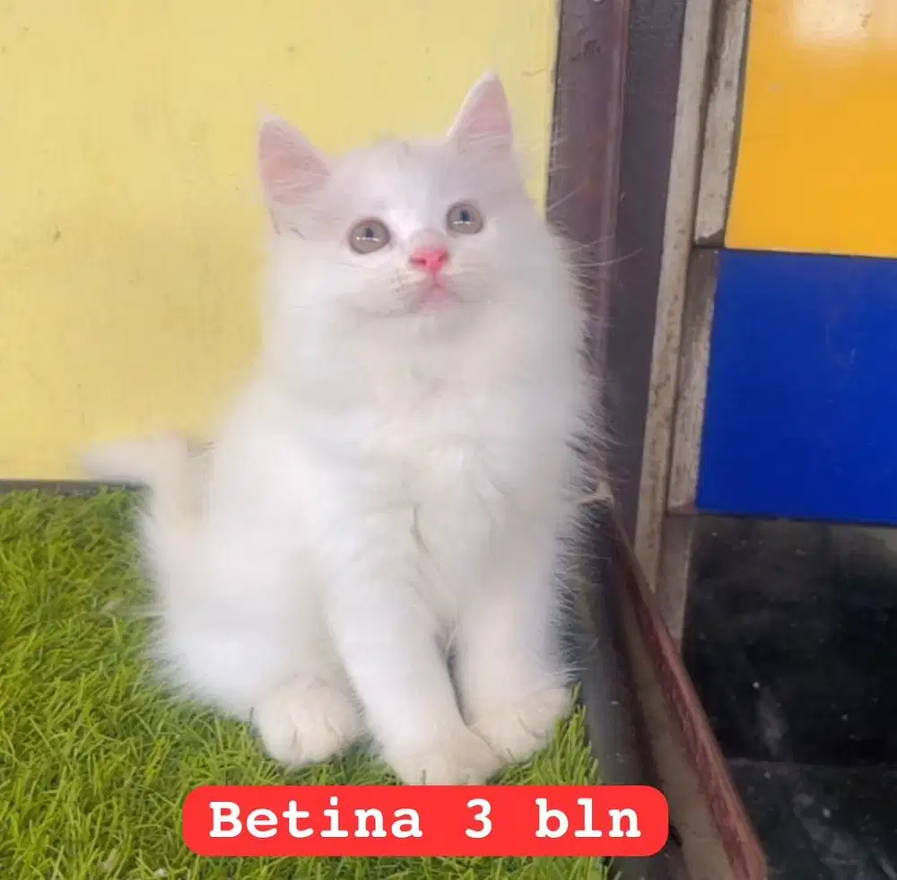 Kucing ras kitten persia gembul