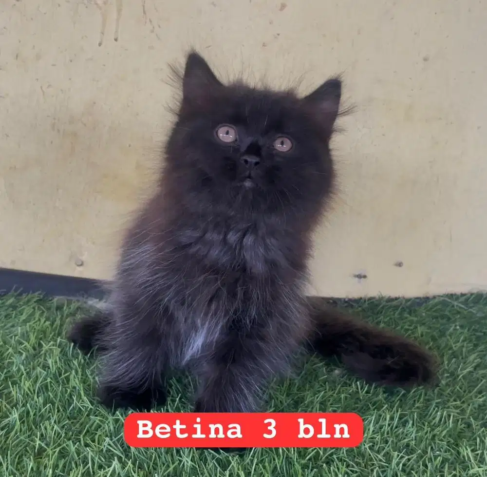 Kucing ras persia kitten gembul banget