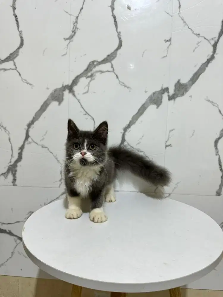 Kucing munchkin ns