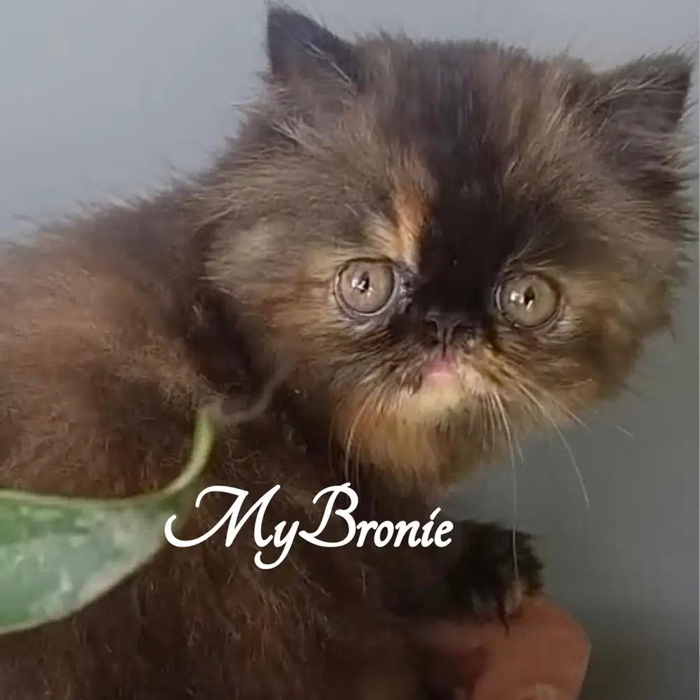 Kucing persia peaknose betina