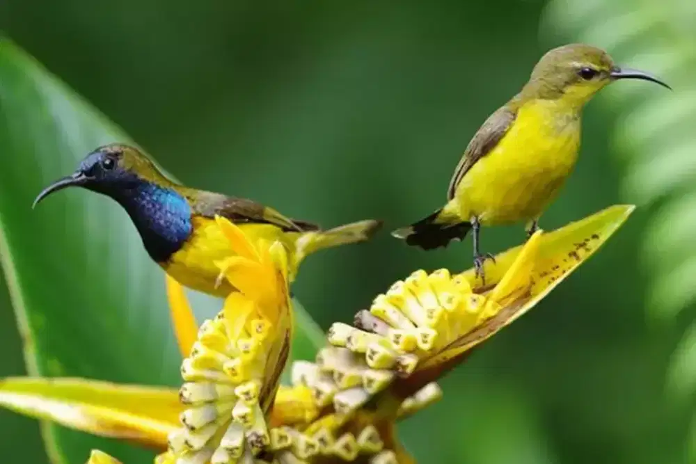 Sogon Metalik sepasang