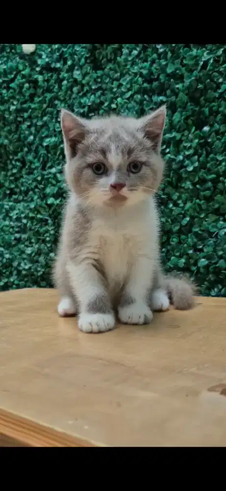Kucing Kitten BSH / British Shorthair Bico Lilac Jantan