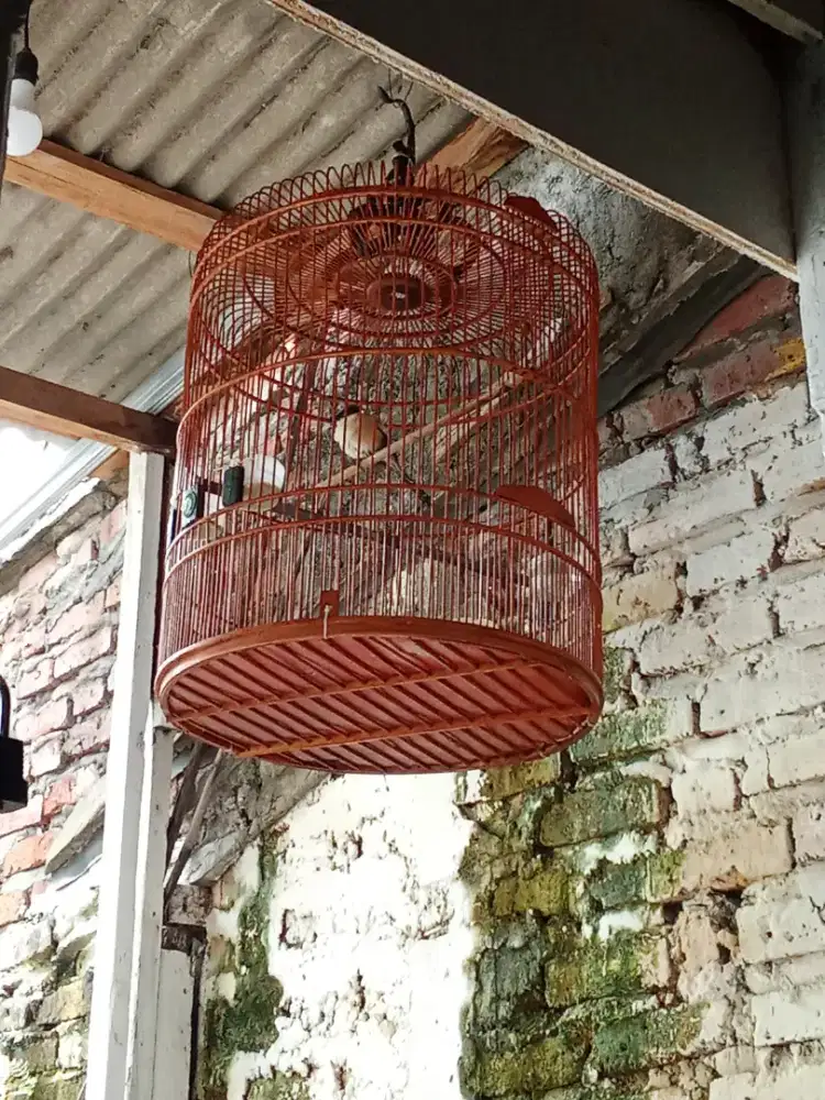 Cendet dan KK murai UK 58