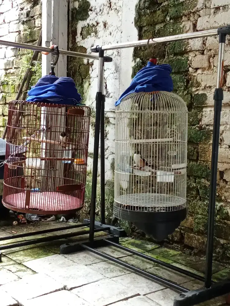 Burung cendet sembur