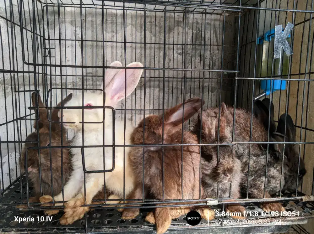 Kelinci lokal anggora