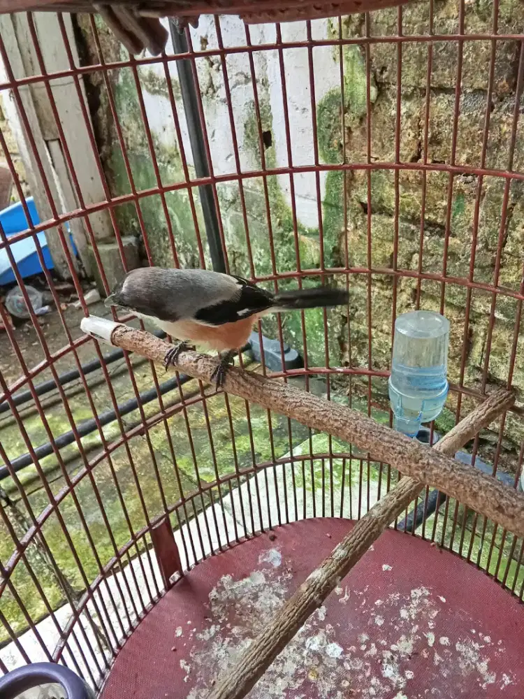 Burung pendet cendet fulset