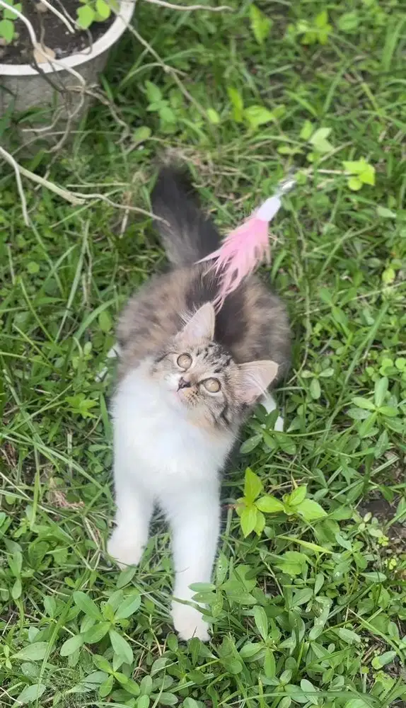 Persia longhair kitten