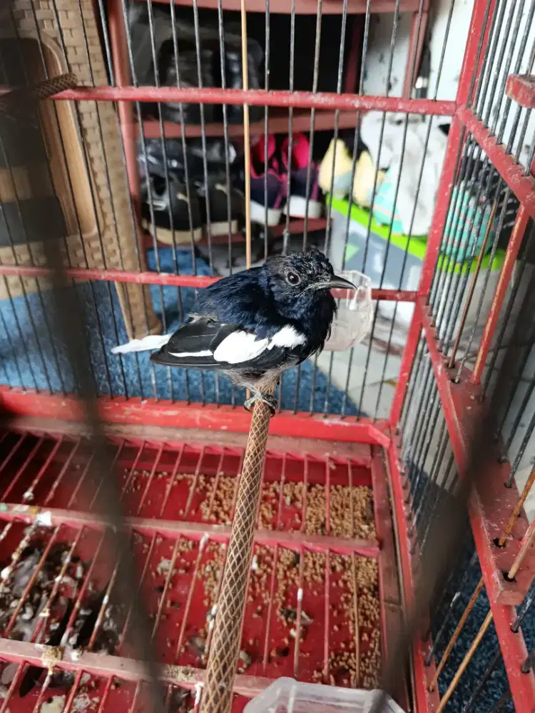 Kacer fullset 550 burung bekas jalan kondisi lagi mabung