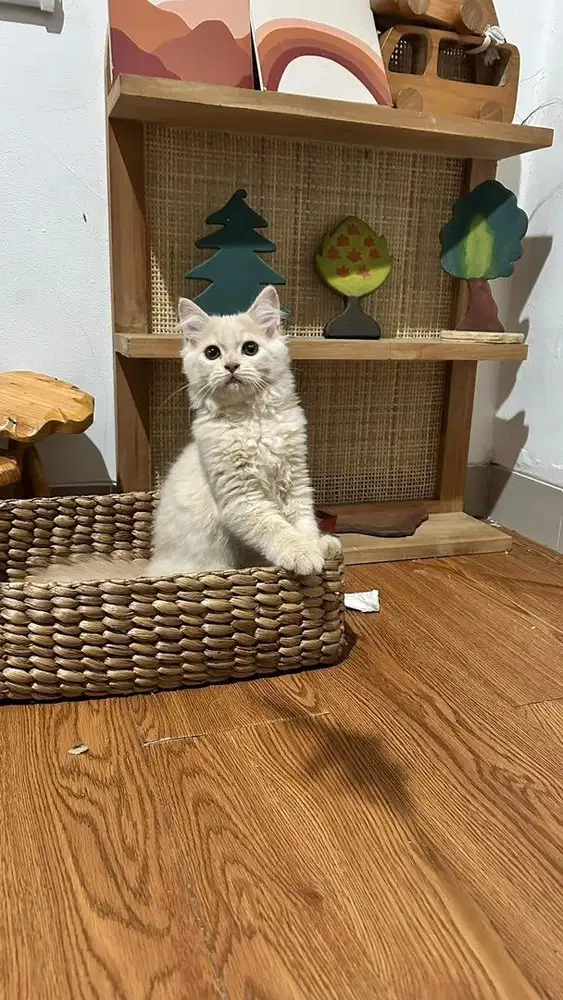 Kitten persia himalaya