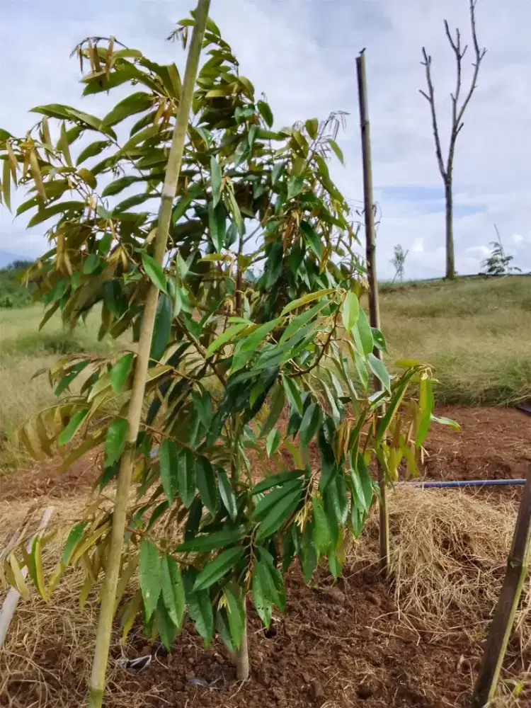 Petani Durian, perawatan kebun durian