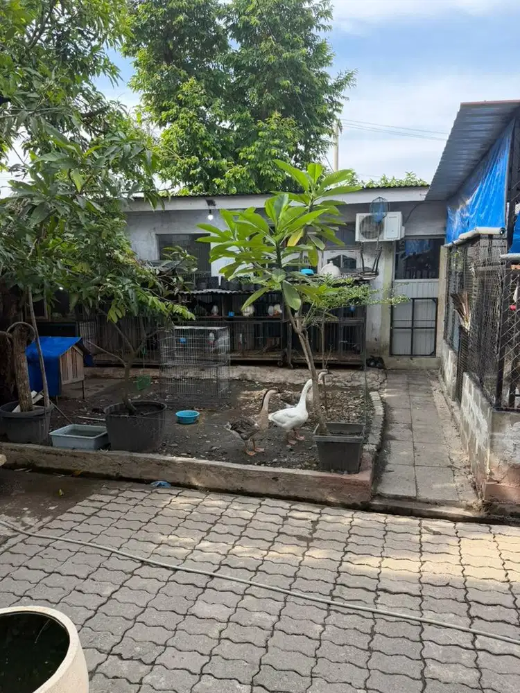 Lowongan kerja ngurus hewan