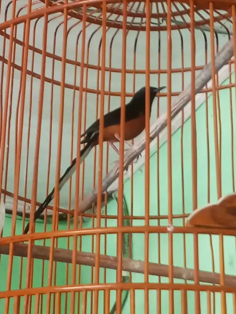 Murai batu gacor fullset