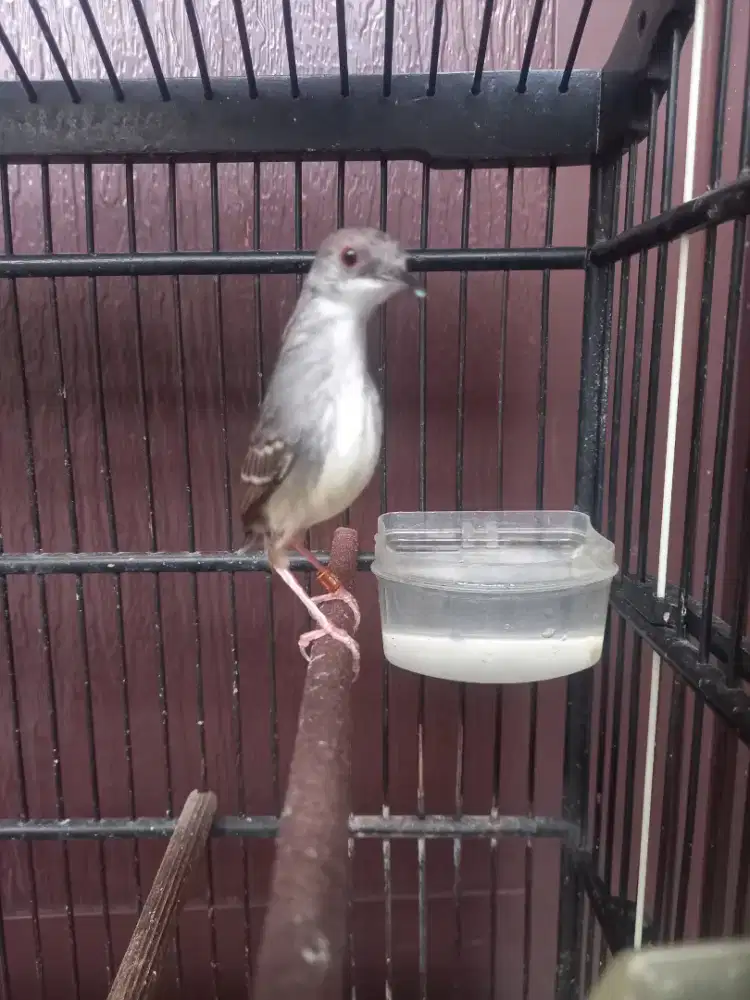 Ciblek Kristal Bren rapet prospek cerah