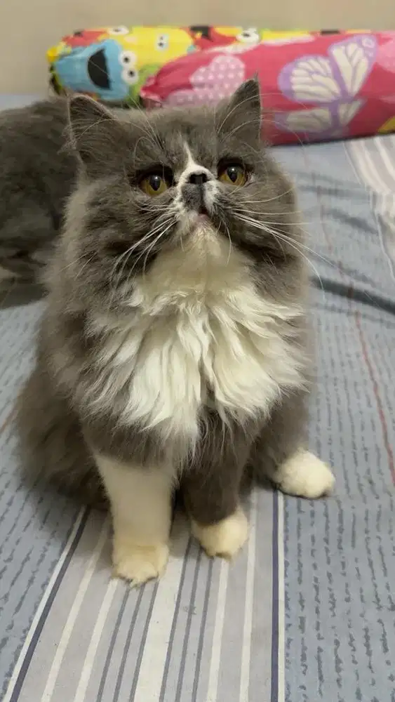 Peaknose Longhair Betina Jantan