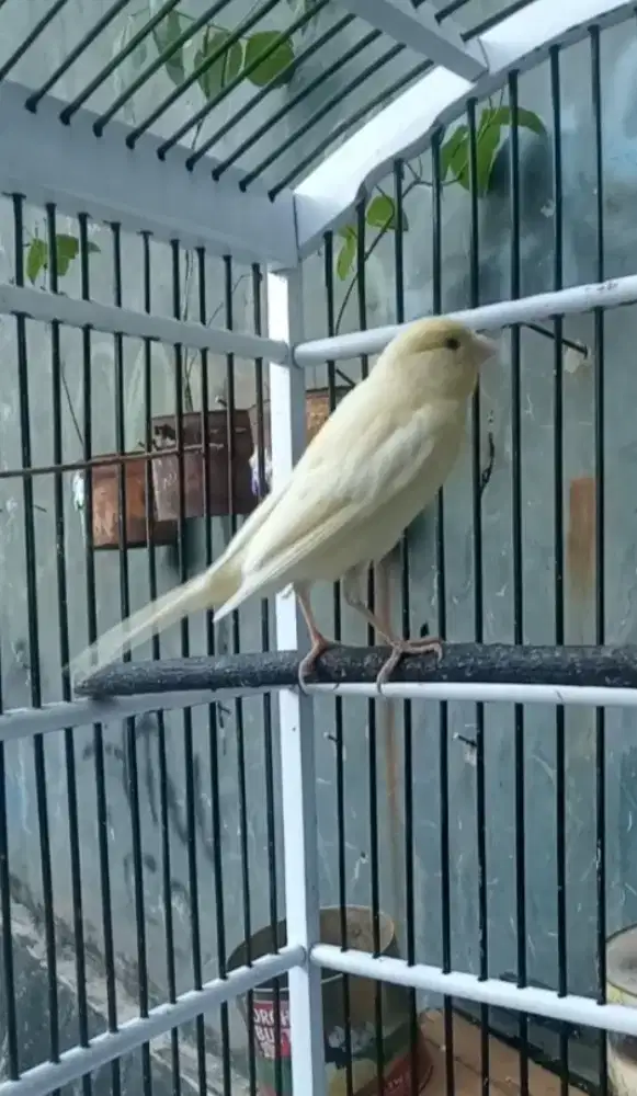 Loper setengah kopling