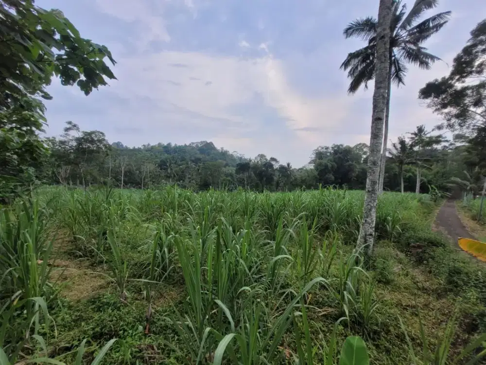 Tanah Strategis dan Murah di Kawasan Gedangan, Malang dekat dengan Coban Nirwana