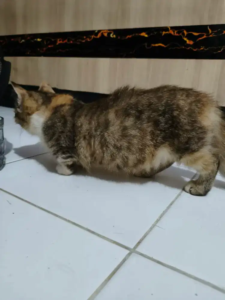Kucing Munchkin calico