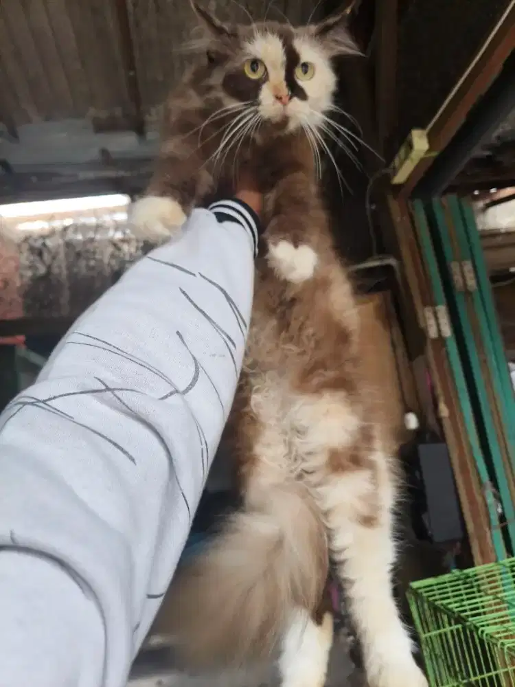 Persia betina birahi 7,5 bulan