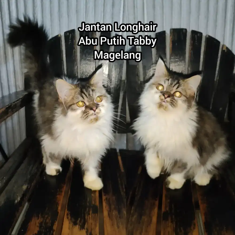 Kitten Persia Flatnose Jantan Abu Putih Tabby