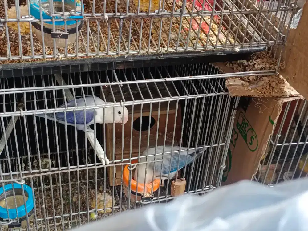 Burung lovebird Ewing blue