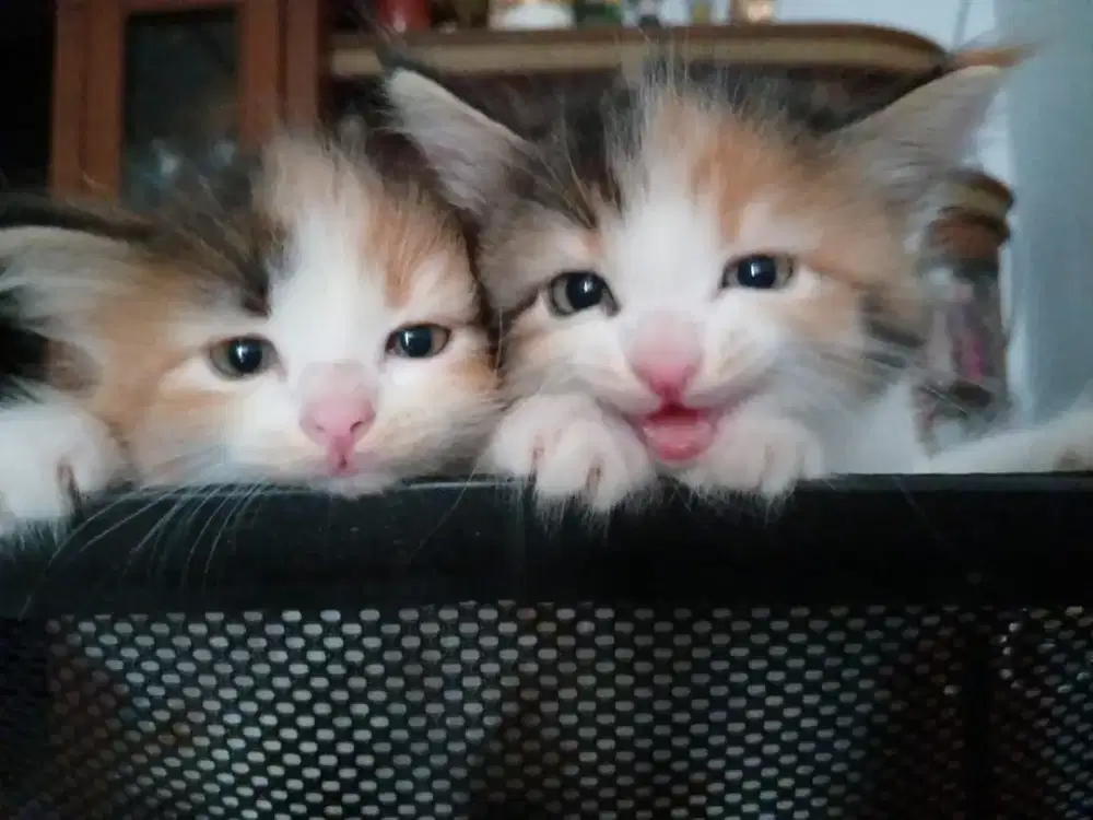 2 Anakan kucing persia 3 warna ( CALICO )
