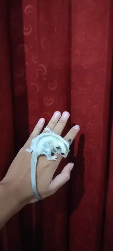 Sugar Glider Platinum