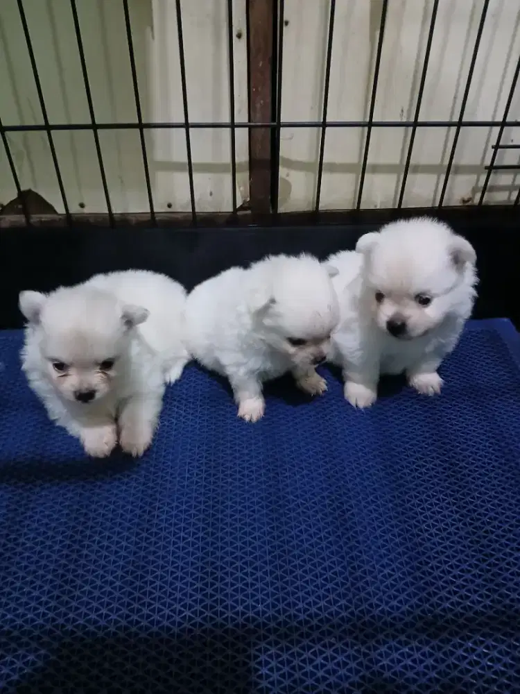 Anakan Minipom non stb.