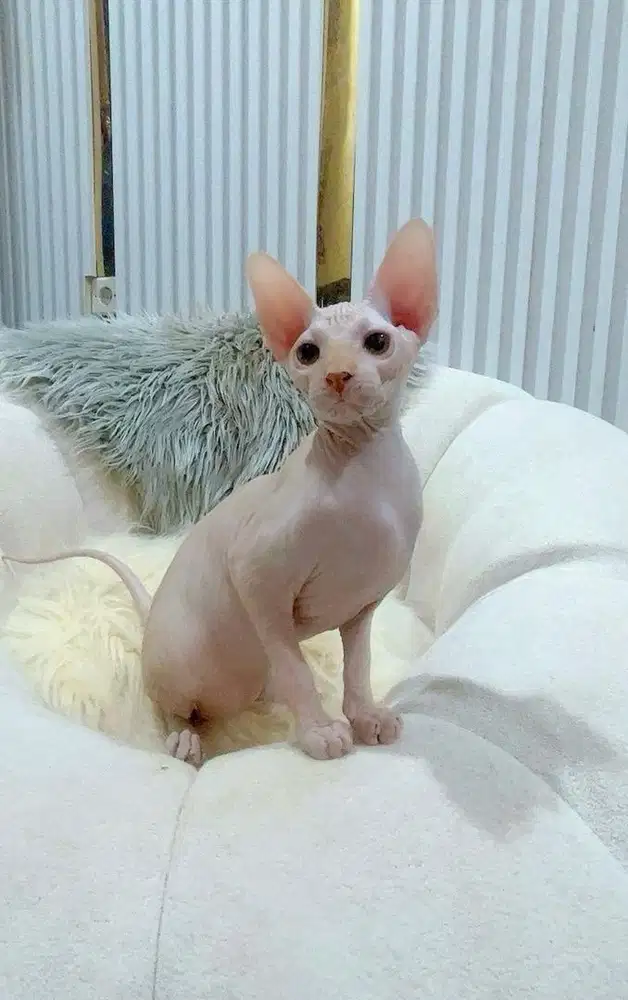 Kucing Sphynx Jantan 2 Bulan