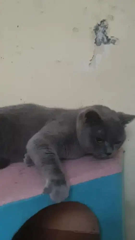 British shorthair (borongan)
