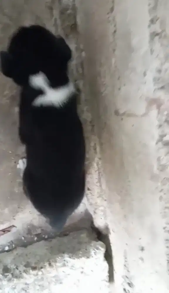 Anakan Anjing Cerdas dan Lucu.