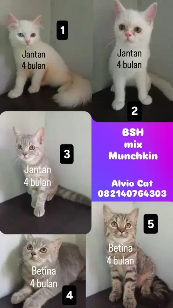 BSH MIX MUNCHKIN